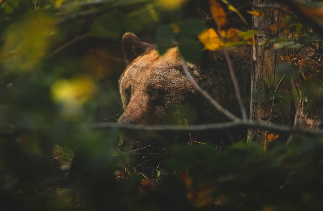 Photo Wildlife sanctuary